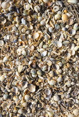 Shells near a pond