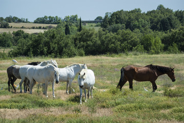 Obraz premium Horses at pasture in Languedoc-Roussillon