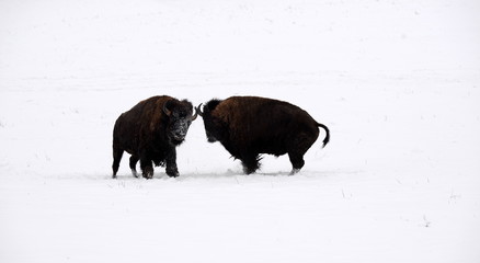 horn to horn, 2 buffalo bulls starting to fight