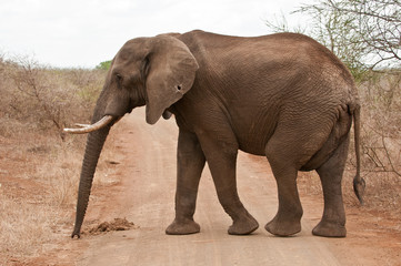 Obraz premium African elephant in Kruger park