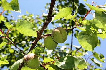 green apricots on branch under blue sky in the garden