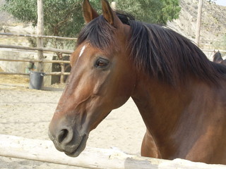 RETRATO DE CABALLO