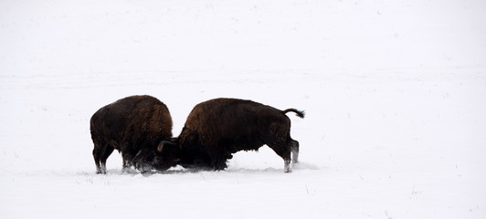 crash, 2 buffalo bulls fighting in the snow