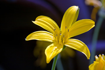 Obraz premium Hemerocallis