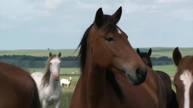 Wild horses enjoy long term pasture in the spring provided buy the Bureau Of land Management.