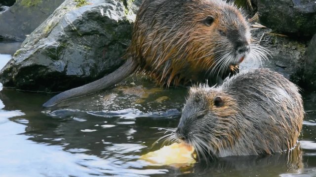 Two beavers in a lake