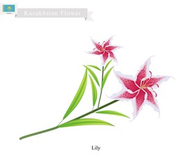 Beauitful Lily, The Popular Flower of Kazakhstan