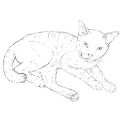 Vector Sketch Single Cat