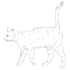 Vector Sketch Single Cat