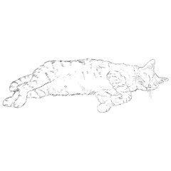 Vector Sketch Single Cat