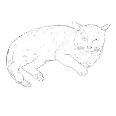 Vector Sketch Single Cat