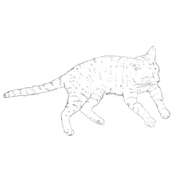 Vector Sketch Single Cat
