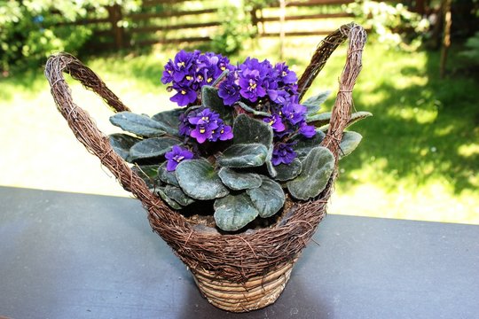 Purple African violets in Basket
