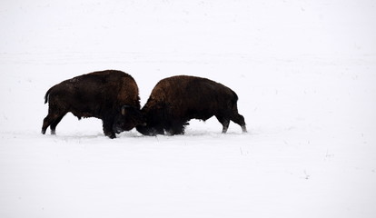 dreamdancer, 2 buffalo bulls fighting in the snow