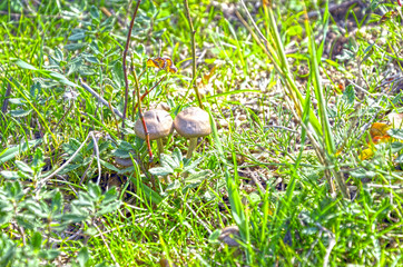 toadstools