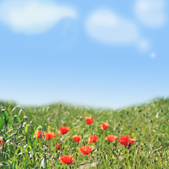 poppy field and blue sky background