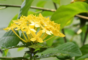 Obraz premium yellow Ixora tropical flower on branch in the garden