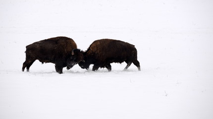 don´t stop me now, 2 buffalo bulls fighting in the snow