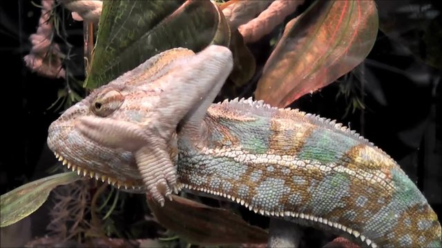 chameleon in terrarium