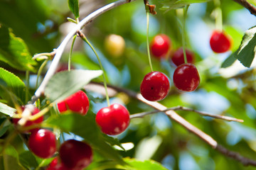 red cherries