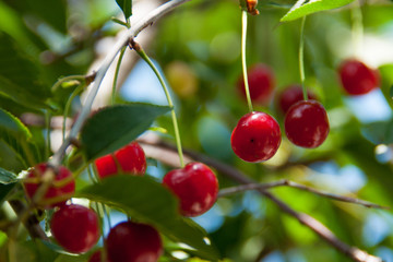 red cherries