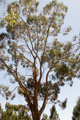 Close up of Eucalyptus tree