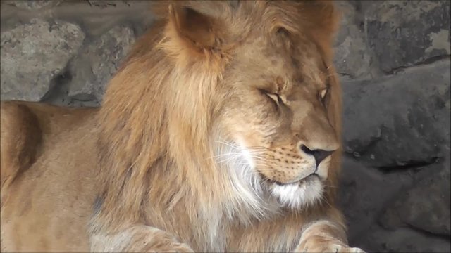 lion in captivity