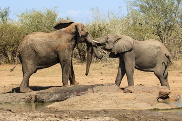 Fototapeta premium elephants playing at kruger national park