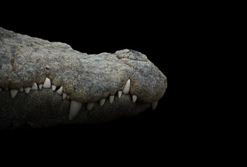 crocodile mouth