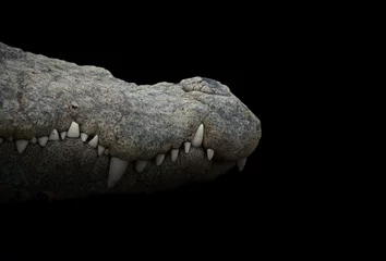 Photo sur Plexiglas Crocodile bouche de crocodile