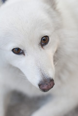 Naklejka premium Elegant white Japanese Spitz dog looking at a camera