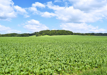 Fototapeta na wymiar Beet field in the sun with blue sky and fluffy clouds. Farmland and forest in the background with copy space. Agriculture summer scene.
