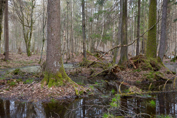Springtime wet mixed forest with standing water