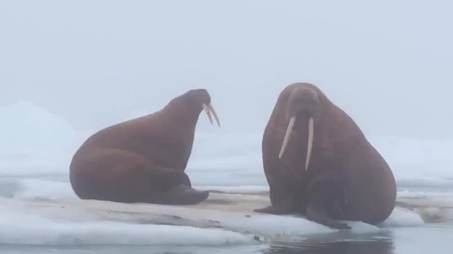Walrus live in a natural ice habitat in the Arctic.