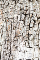 Wood bark texture, background