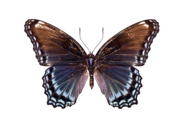 Naklejka premium Beautiful colorful butterfly with brown and light blue wings