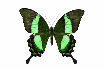 Beau papillon aux ailes vertes
