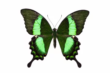 Crédence de cuisine en verre imprimé Papillon Beau papillon aux ailes vertes