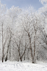 Winter aspen trees forest