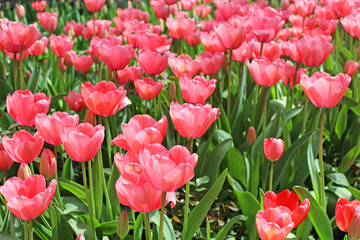 Beautiful pink tulip bed in one of the many Istanbul parks at spring
