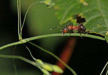 Ant on a straw