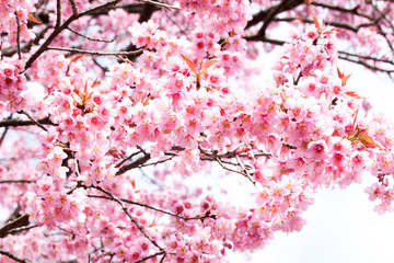 Wild Himalayan cherry blooming (Prunus cerasoides)