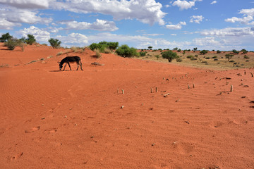 Kalahari desert, Namibia, Africa