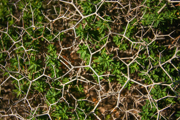 Thorn tree