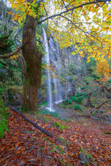 Bosque otoñal con cascada, Courel, Samos, Lugo Galicia, 