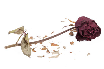 Withered rose on isolated white background
