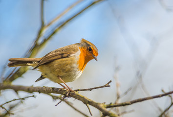 Little robin bird looking down from a tree branch
