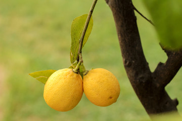 Two lemons on branch