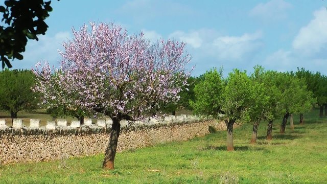 Majorca, almond tree in sunshine with blue sky