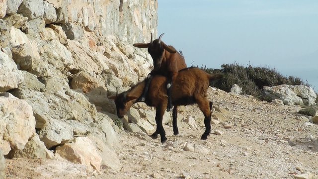 Majorca, Cap Formentor, wild goats are also visiting